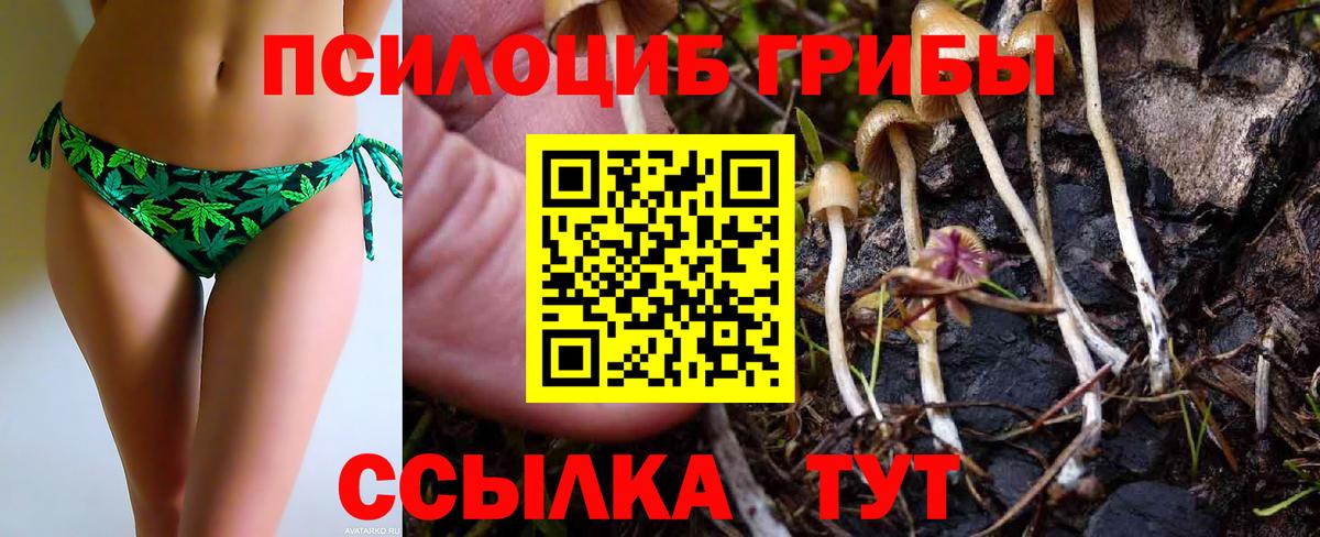 Псилоцибиновые грибы Psilocybe Еманжелинск